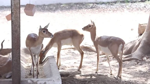 Group of deer Stock Footage 126687091