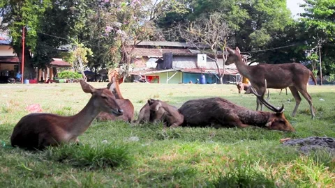 Group deer Stock Footage 336472083