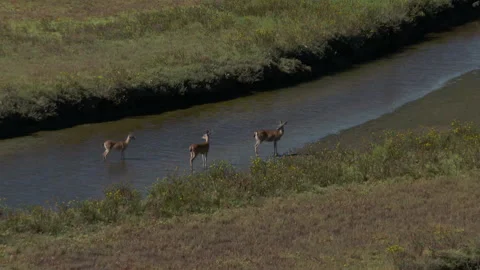 Group of Deer foraging in Coastal Stream Landscape Nature Wildlife HD Stock Footage 154065107