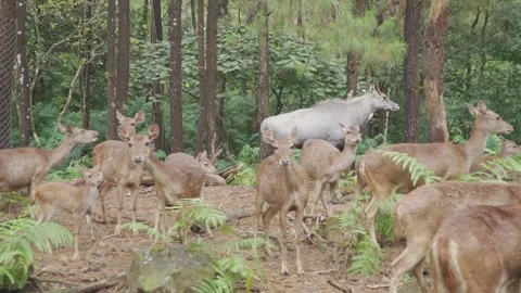 A group of deer in a forest Stock Footage 236190443