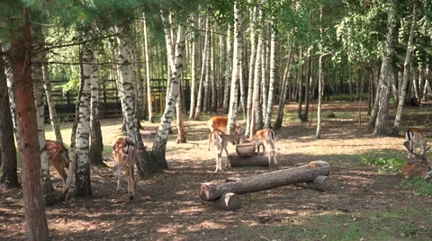 A group of deer in front of forest Video stock 68103272
