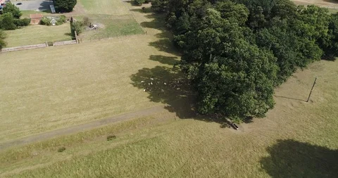 A group of deer gathering below trees in shade drone aerial 4k Stock Footage 125753272