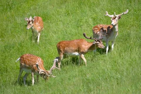 Group of deer in grass Stock-Fotos