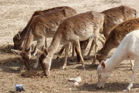 Group of deer grazing Stock Photos