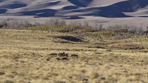 A group of deer grazing in the stone desert, Great Sand Dunes National Park, Col Stock Footage 253901676