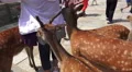 Group of Deer Harass People In City of Nara 4k or 4k+ Resolution