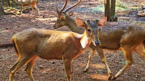 A group of deer with impressive antlers in a natural forest habitat. 4K Vídeos de archivo 340077950