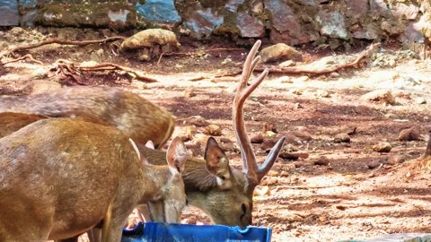 A group of deer with impressive antlers in a natural forest habitat. 4K Vídeo Stock 340077952