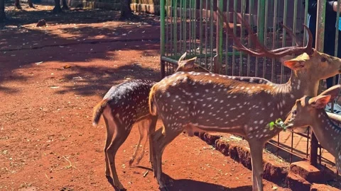 A group of deer with impressive antlers in a natural forest habitat. 4K Vídeo Stock 340077993