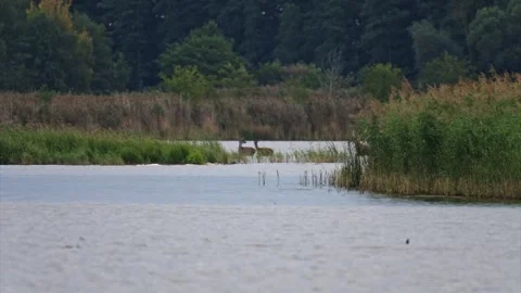 Group of deer including hinds and a stag crossing a lake at sunrise, walkin.. Video stock 326425819