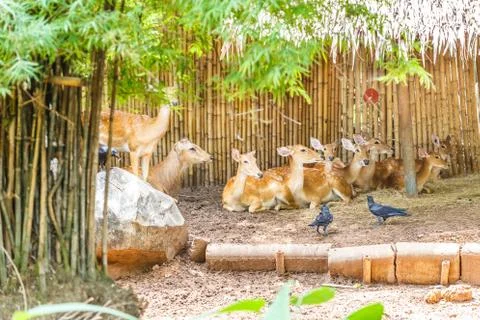 Group deer with inside zoo Stock Photos