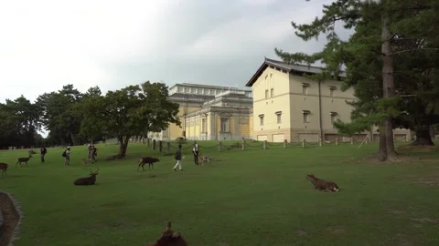Group of Deer Laying on Meadow in Front of National Museum of Nara, Japan Stock Footage 264964928