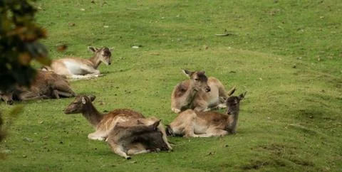A group of deer is lying on the meadow Stock-Fotos