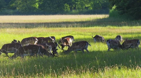 Group of deer in the meadow Stock Footage 52204165