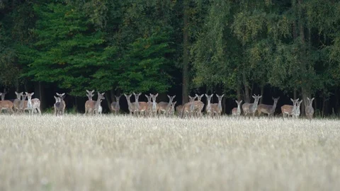Group of Deer in Meadow Forest Wildlife Nature Stock Footage 97889309