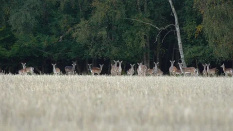 Group of Deer in Meadow Forest Wildlife Nature Stock Footage 97889447