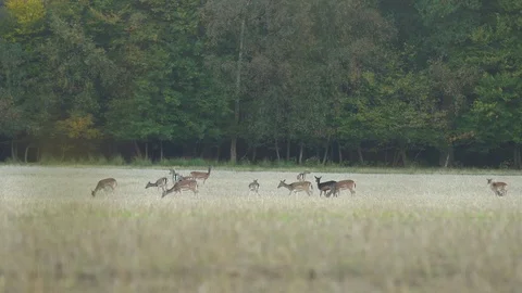 Group of Deer in Meadow Forest Wildlife Nature Stock Footage 97889462