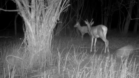 Group of deer at night in the woods Stock Footage 267592446