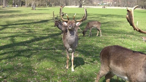 Group of deer in the park 스톡 동영상 240383578
