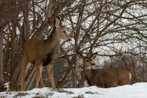 Group of deer Stock Photos