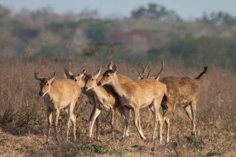 A GROUP OF DEER Stock Photos
