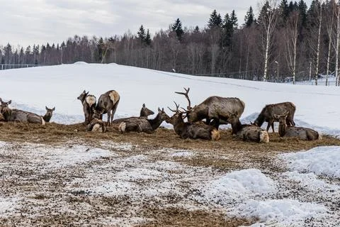 Group of deer Stock Photos