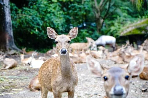 A group of deer Stockfoto's