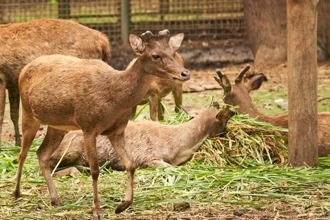 A group of deer Stock Photos