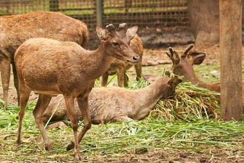 A group of deer Stock Photos