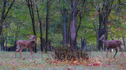 Group of Deer Playing Stock Footage 36134588