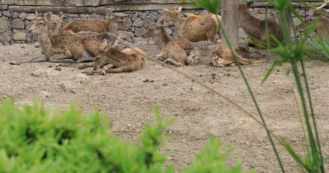 A group of deer resting 3 Stock Footage 88336484