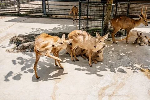 Group of deer resting and interacting in a sunny enclosure, showcasing their Stock Photos