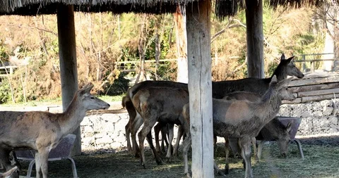 A group of deer resting Stock Footage 123988426