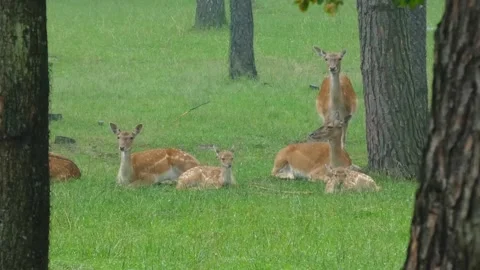 Group of deer resting in a forest during light rain on a spring day in nature Stock Footage 337814616
