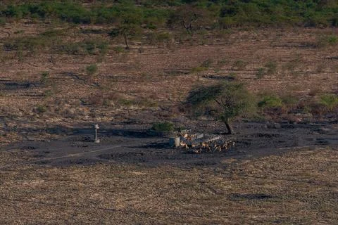 A group of deer resting in a forest or woodland area at National Park, savana Stock Photos