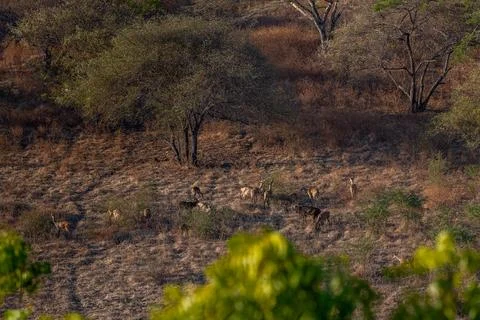 A group of deer resting in a forest or woodland area at National Park, sava.. Stock Photos