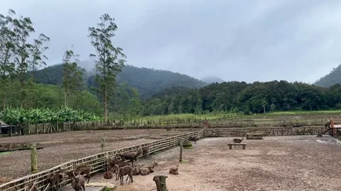 A Group of Deer Resting in a Muddy Enclosure with Scenic Mountain and Forest Stock Footage 340259469