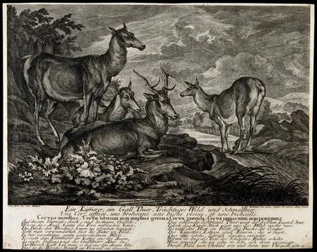 A group of deer is resting on a rock overlooking a lake. Etching by J.E. Ri.. Stock Illustration