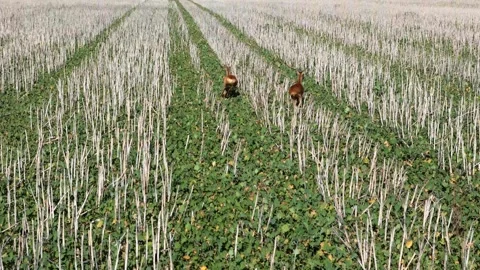 A group of deer run through a cut field, jumping between the rows of crops... Video stock 286812698