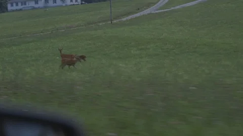 Group Of Deer On Side Of The Road Stock-Footage 112271041