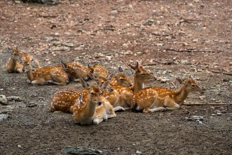 Group of deer sitting Stock Photos