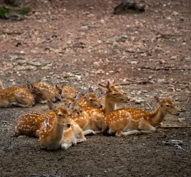 Group of deer sitting Stock Photos