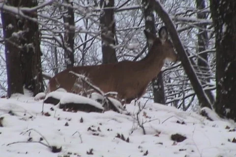 Group Deer in Snow Stock Footage 731853