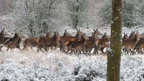 Group of Deer in the snow Video stock 220082172