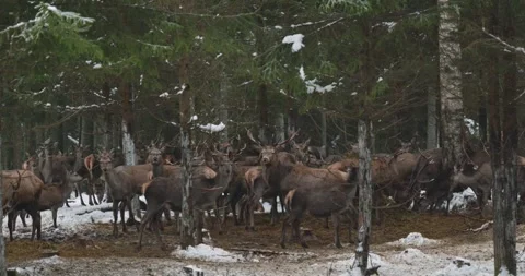 Group of deer in a snowy forest gathering near trees and foliage Stock Footage 345842769