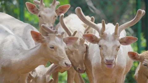 Group of Deer standing Video stock 156010344