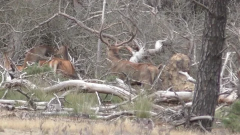 Group Of Deer Standing On The Midst Of Fallen Trees Under The Sunny Day. - Vidéo 146351361