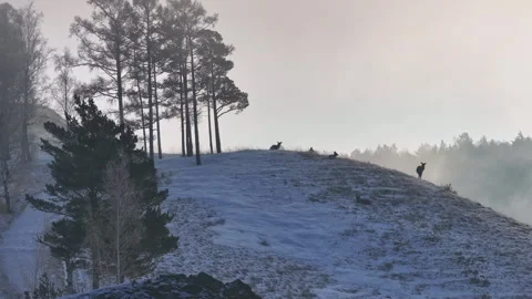 Group of Deer Standing on Snow Covered Hill Stock Footage 266745784