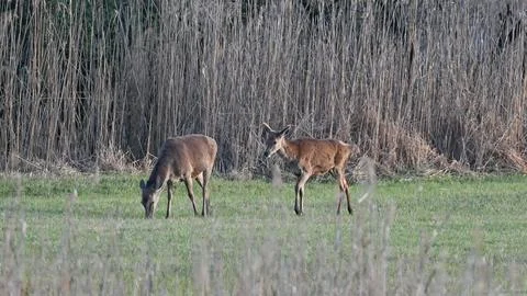Group of deer in the swamp Stock Photos