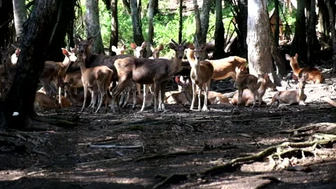 A group of deer under a tree looking ahead Stock Footage 241653934
